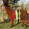 TOFT Nautilus Light Fawn Stud Male standing at TOFT Alpaca Stud